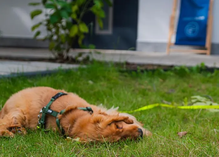 Baltic Forest مكان تخييم *